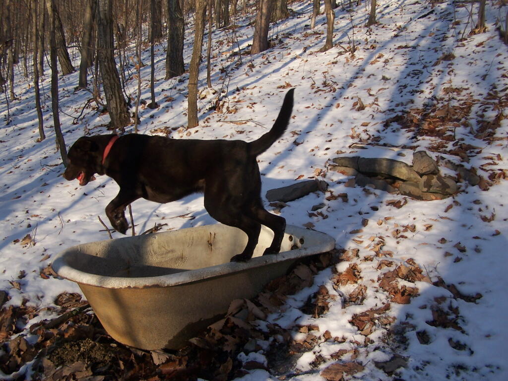 Photo: Dog Plays in Bathtub Springs