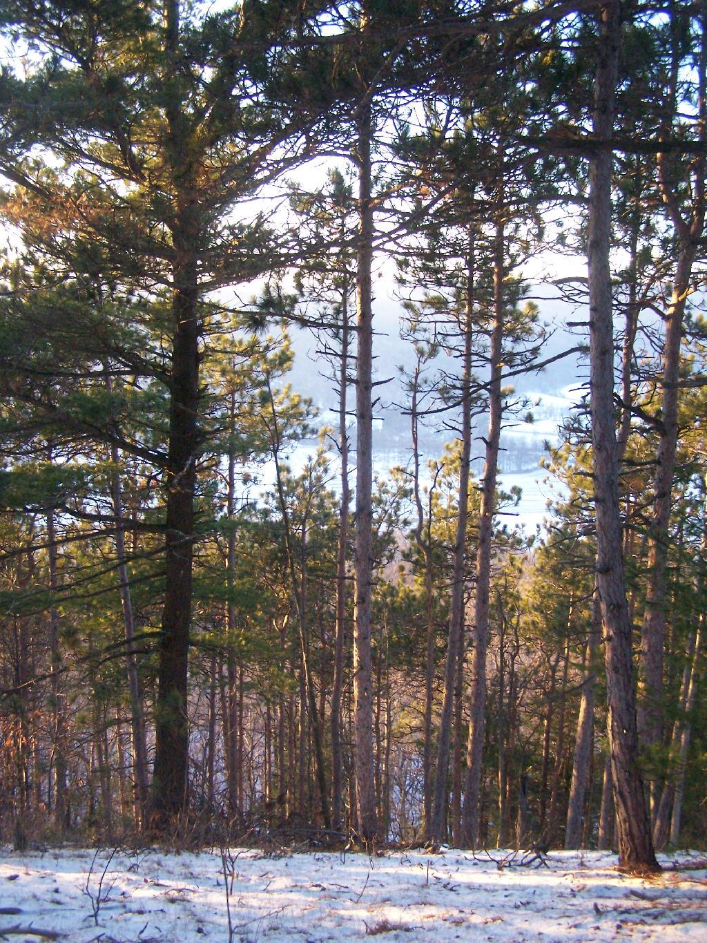 Photo: Setting Sun Lights Up White Pines