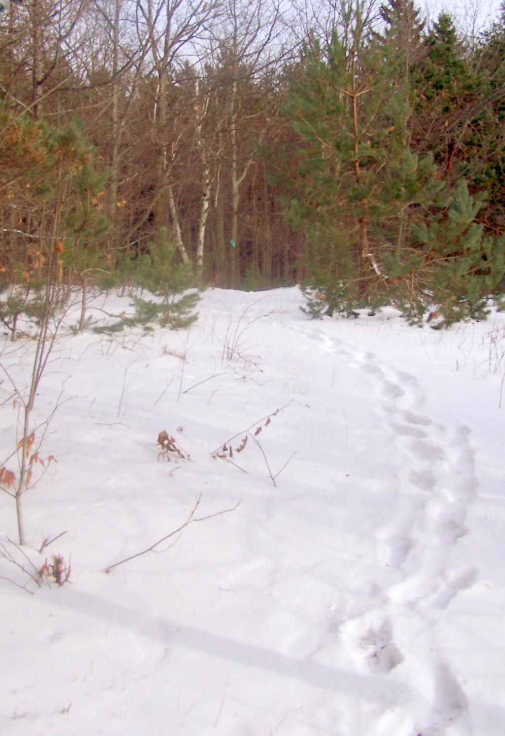 Photo: An Open Spot on Trail