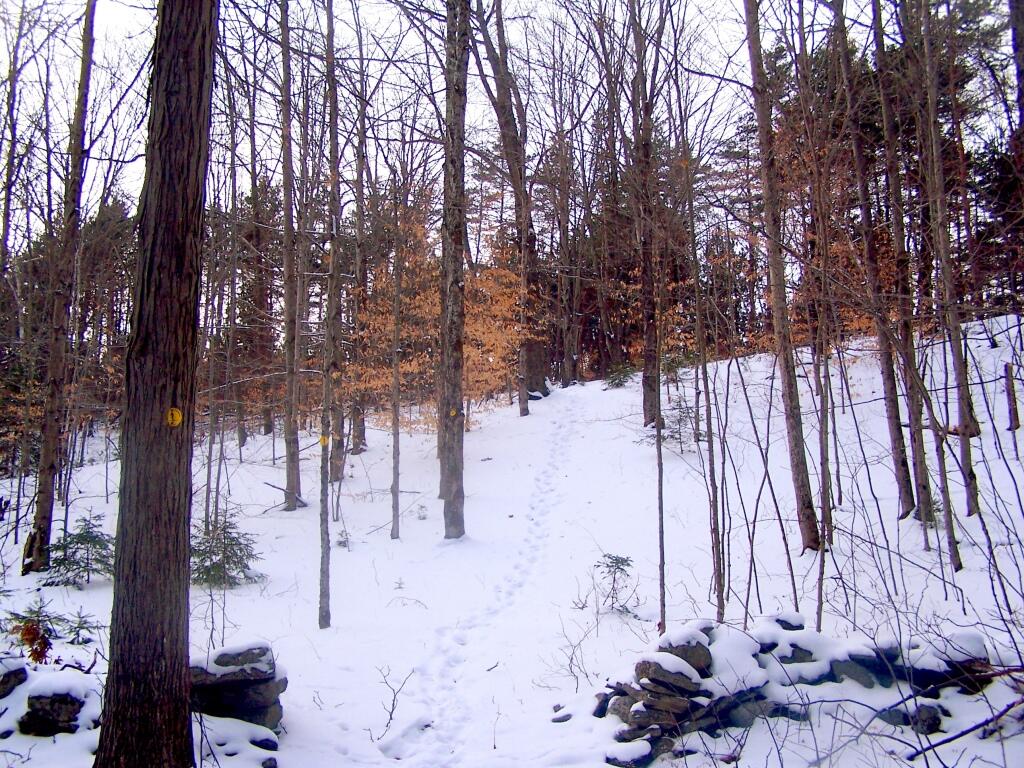 Photo: Ski Trail Up the Hill