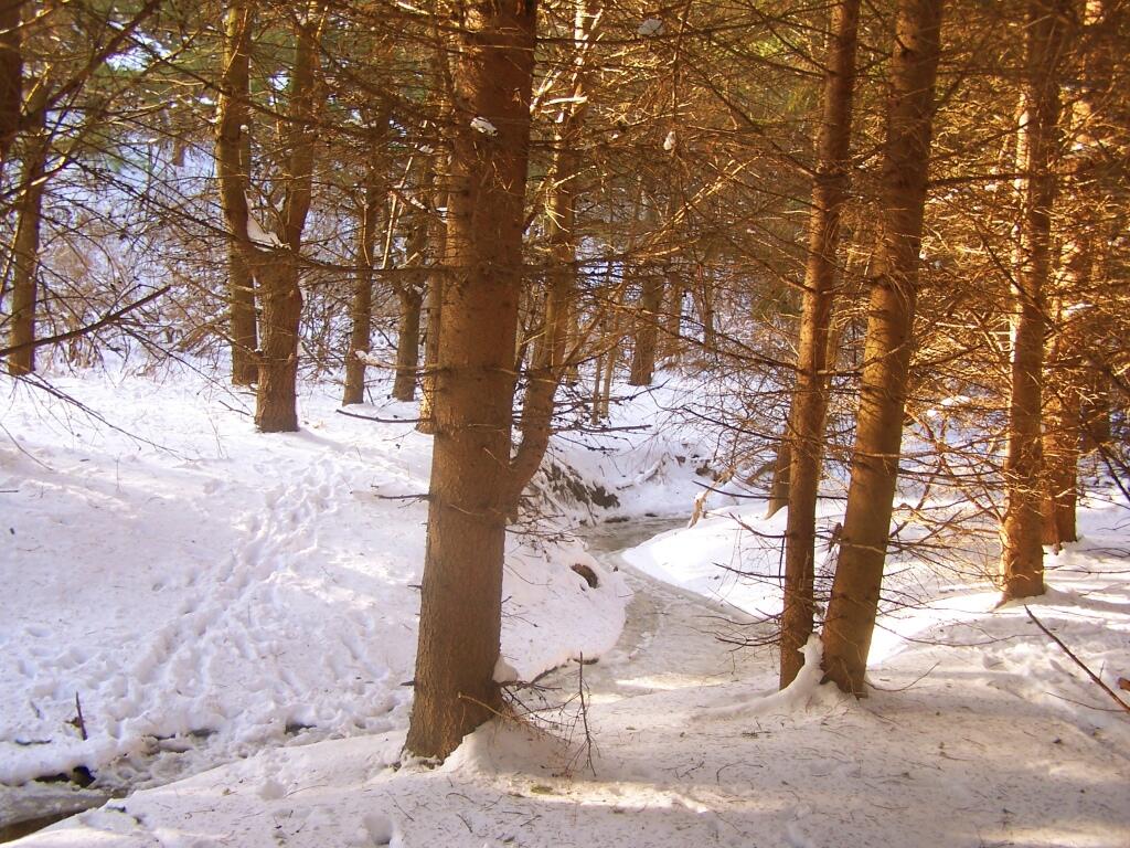 Photo: Small Creek