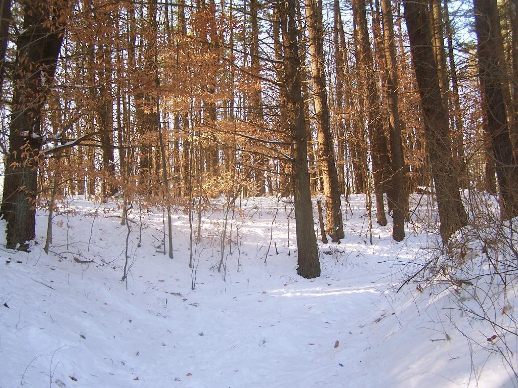 Photo: Through the Woods