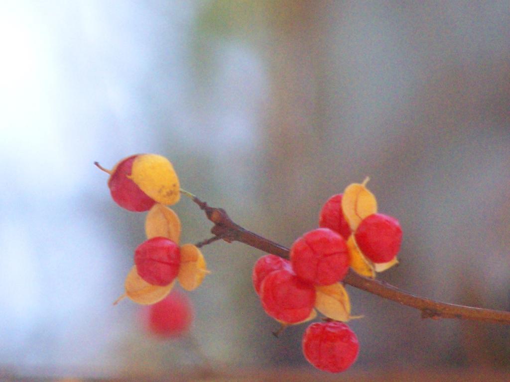 Photo: Berries
