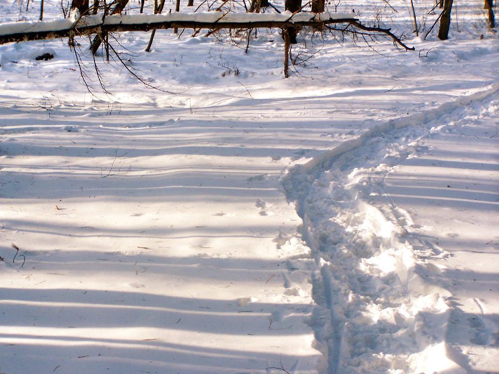 Photo: Snowshoe Path