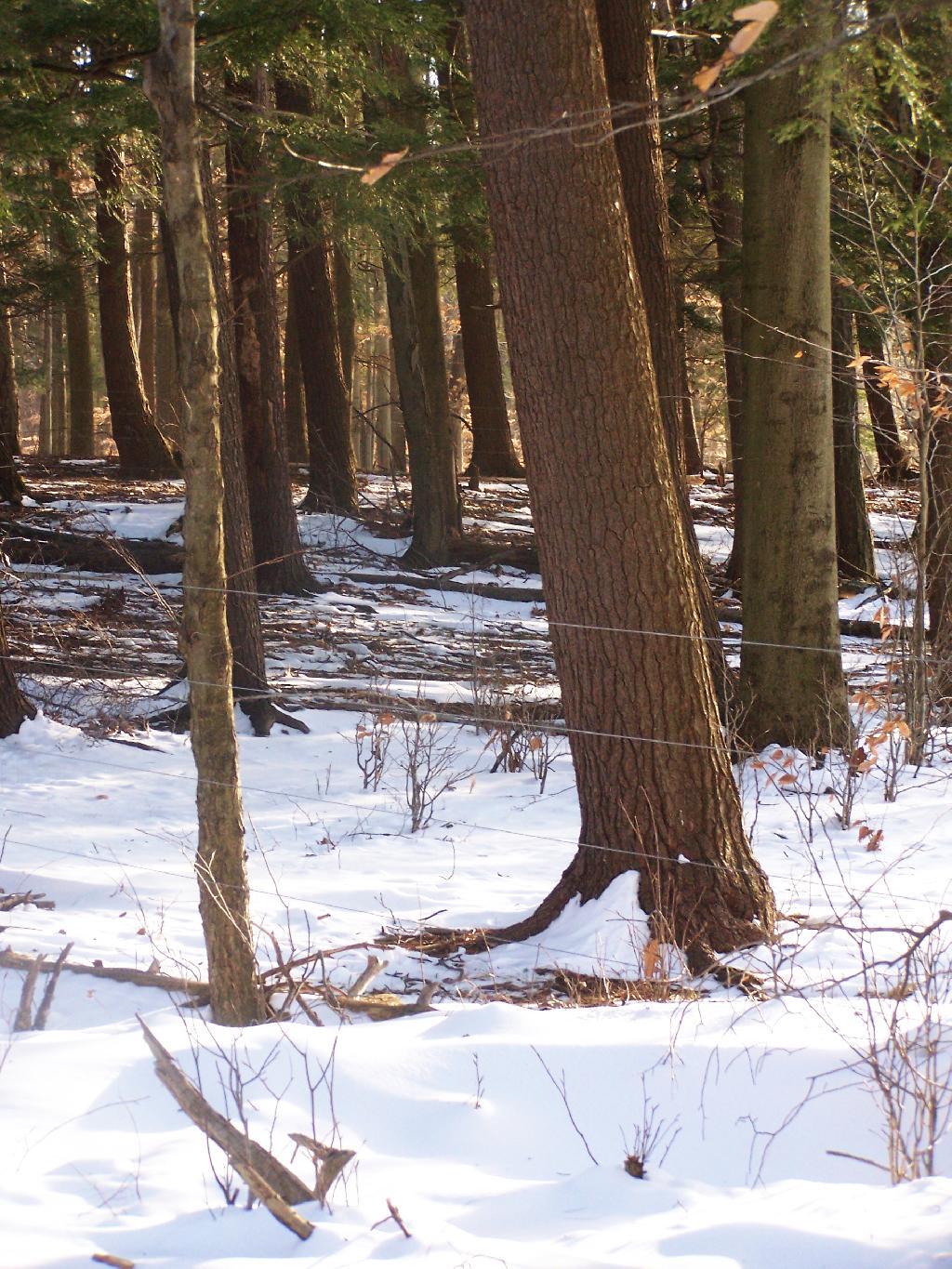 Photo: Electric Fence
