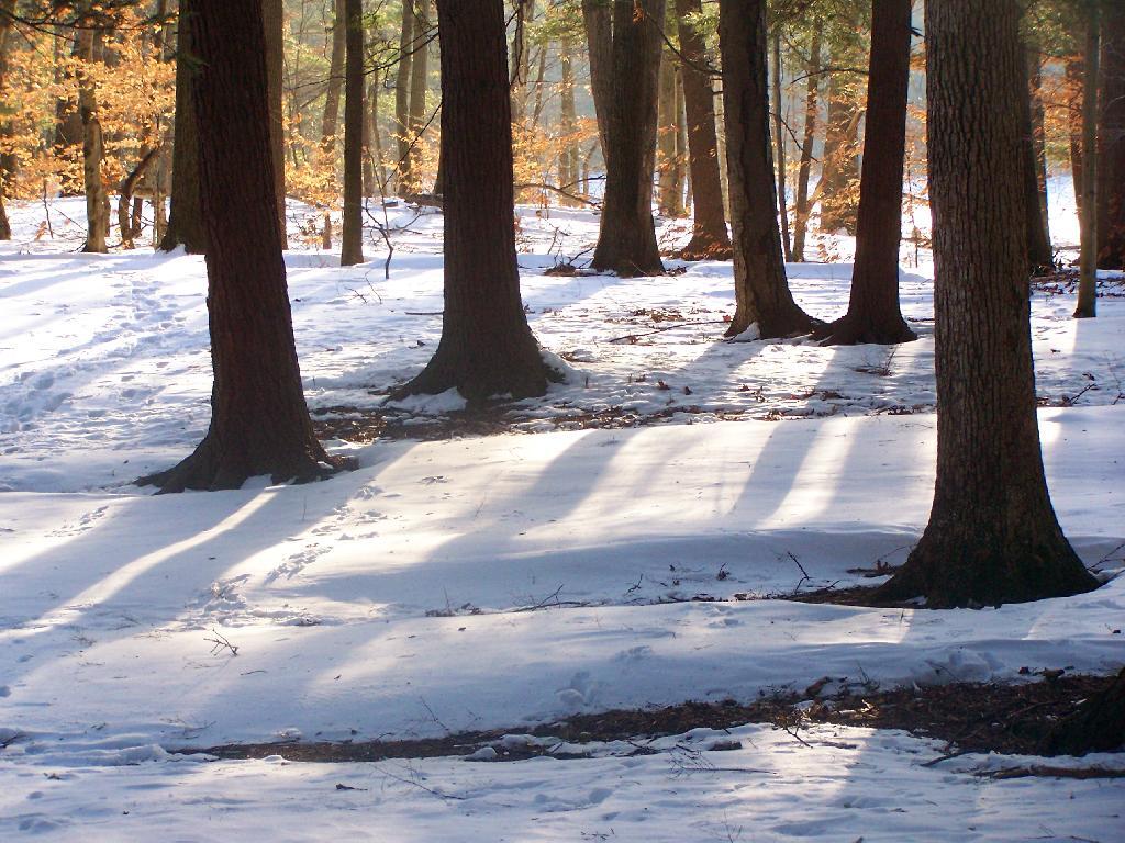 Photo: Snow Drifts in Woods