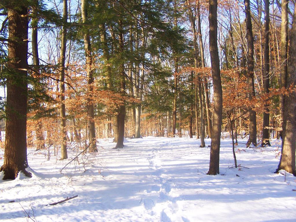 Photo: Through the Woods