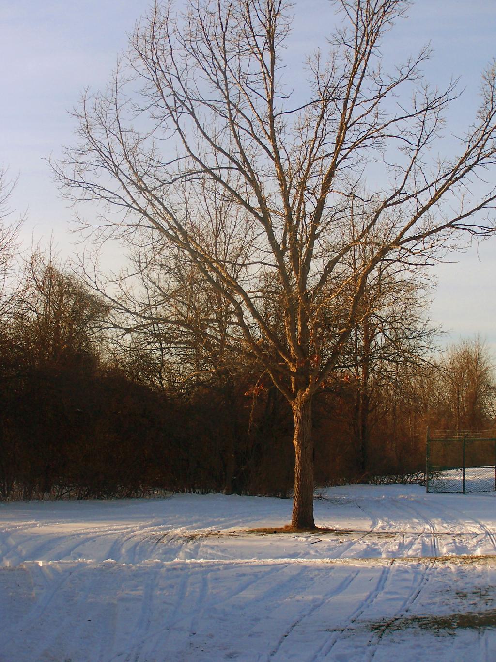Photo: Tree