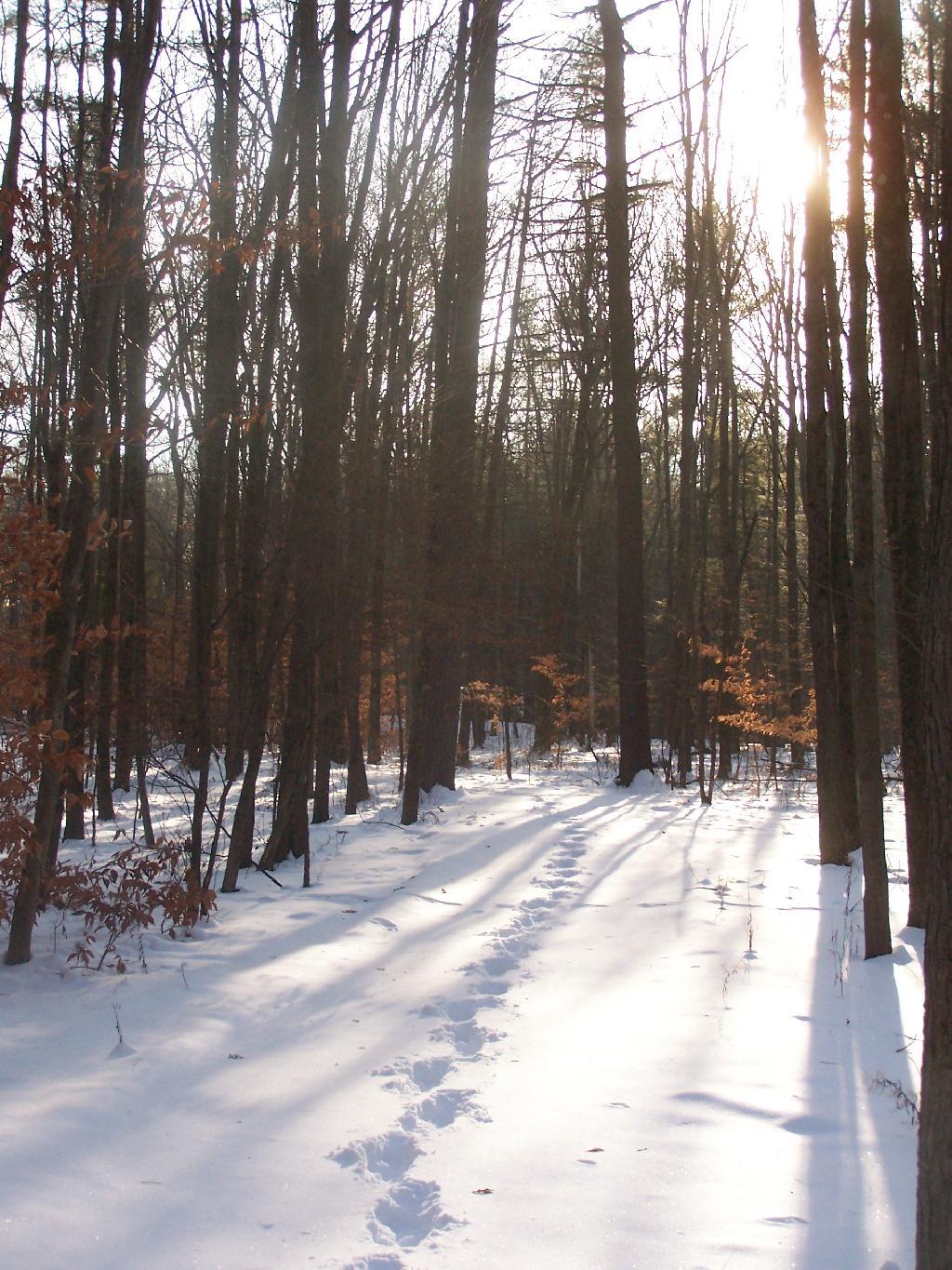 Photo: Snowshoe Path