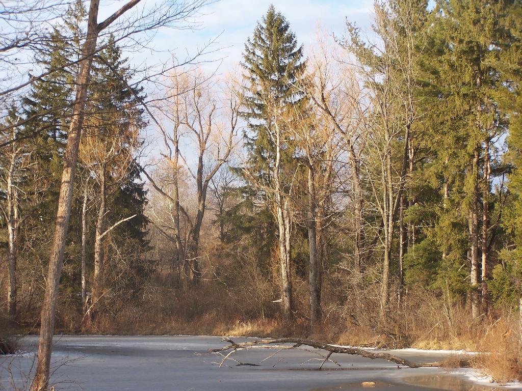 Photo: Ice Covered Pond