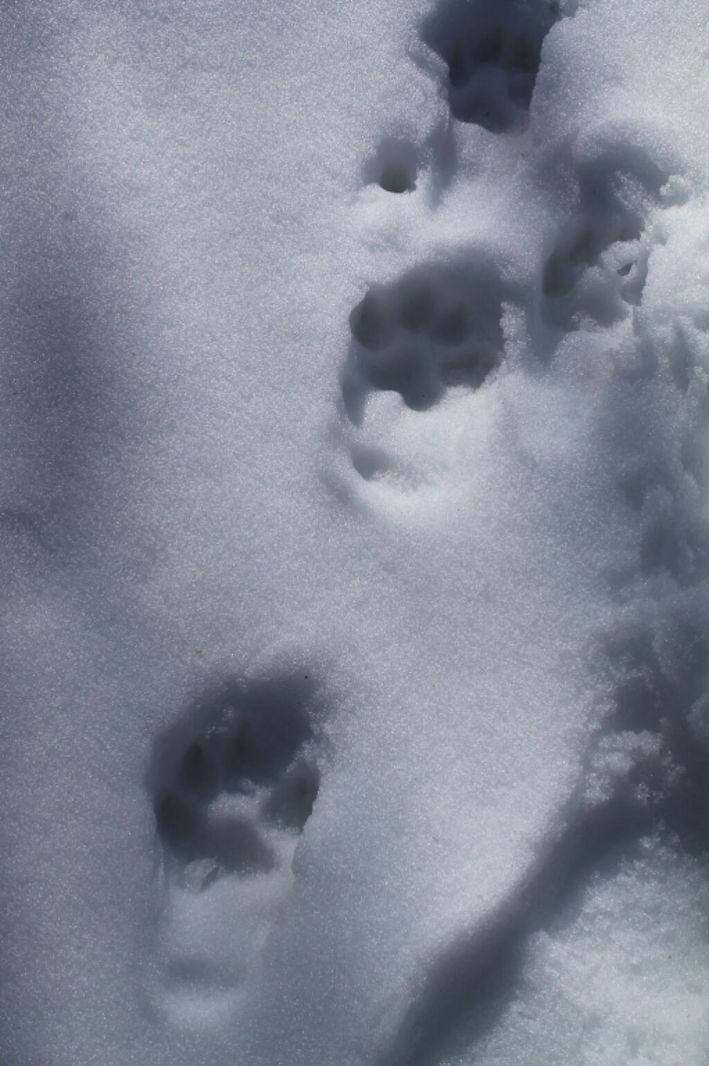 Photo: Bear Tracks Near the Lean-To