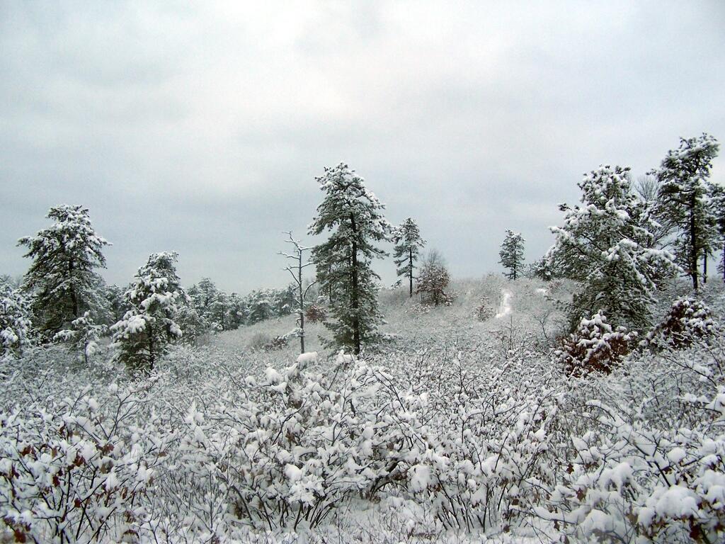 Photo: Snowy Landscape