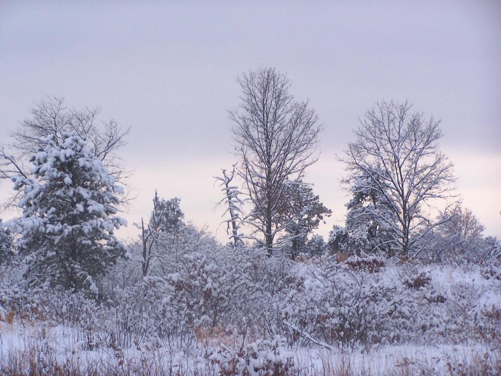 Photo: Trees