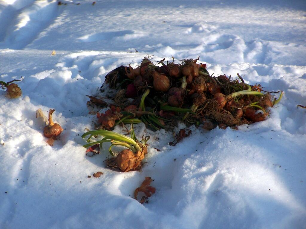 Photo: Compost Pile