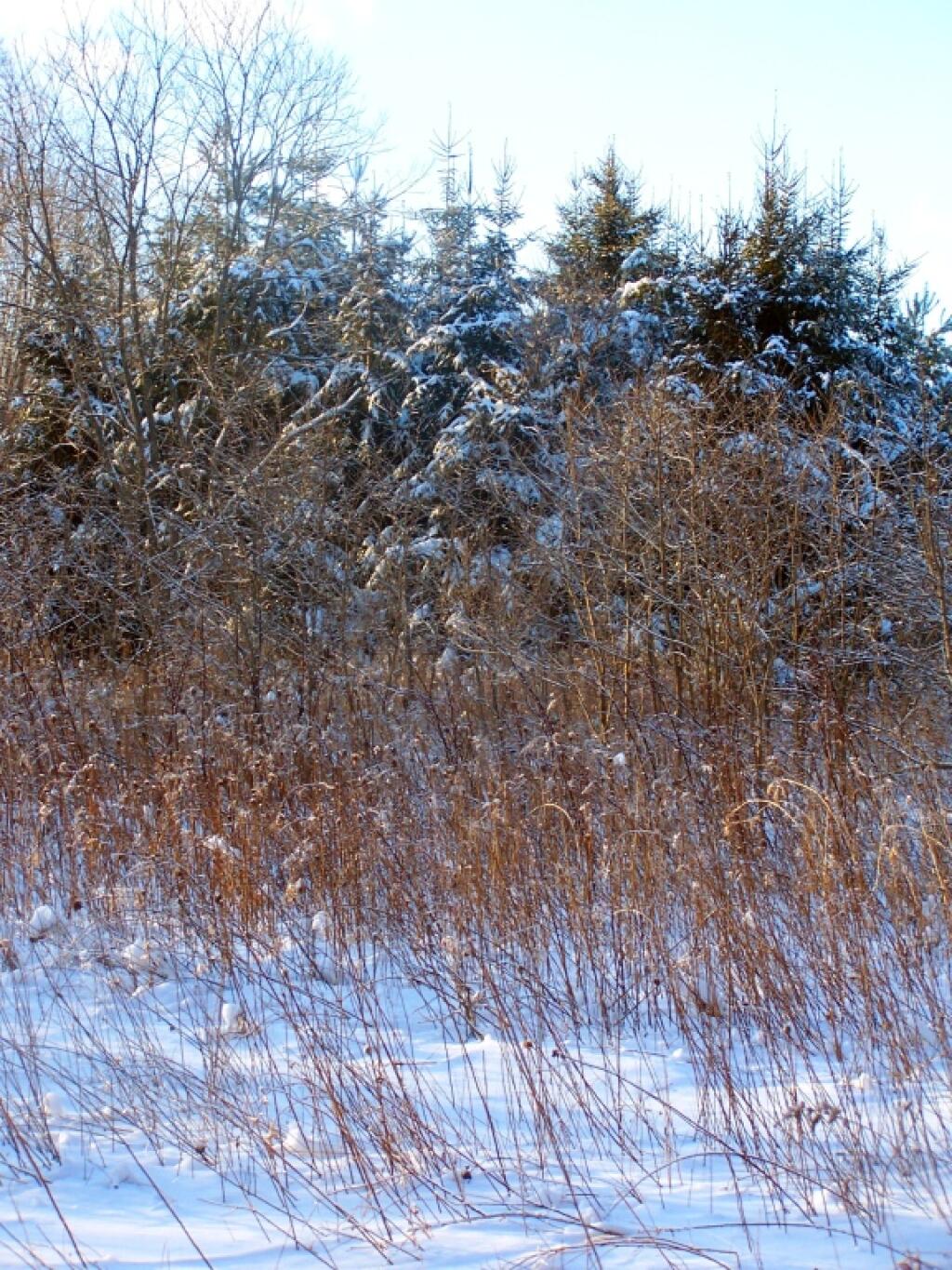 Photo: Former Christmas Tree Yard