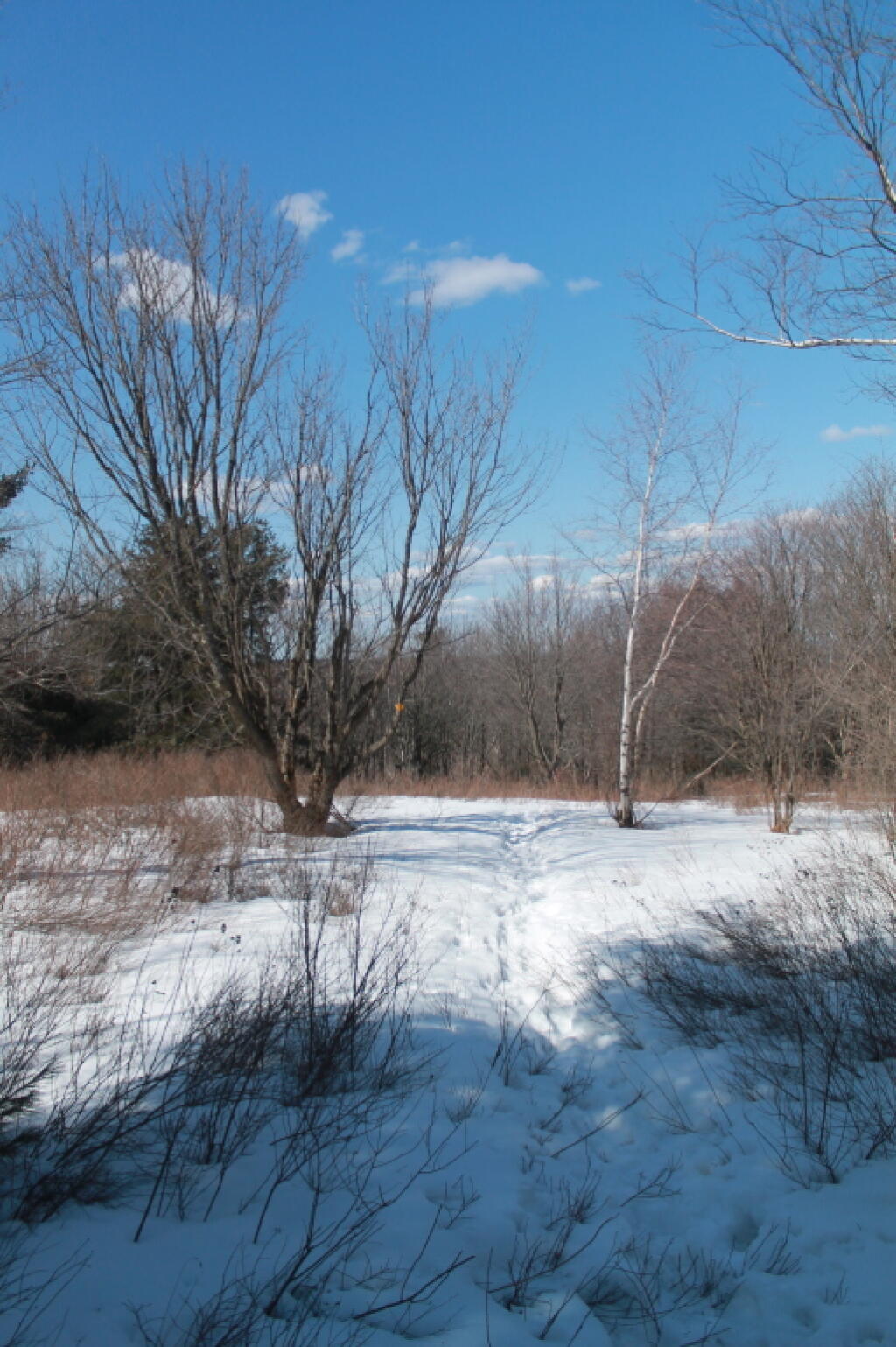 Photo: Clearing Nearby