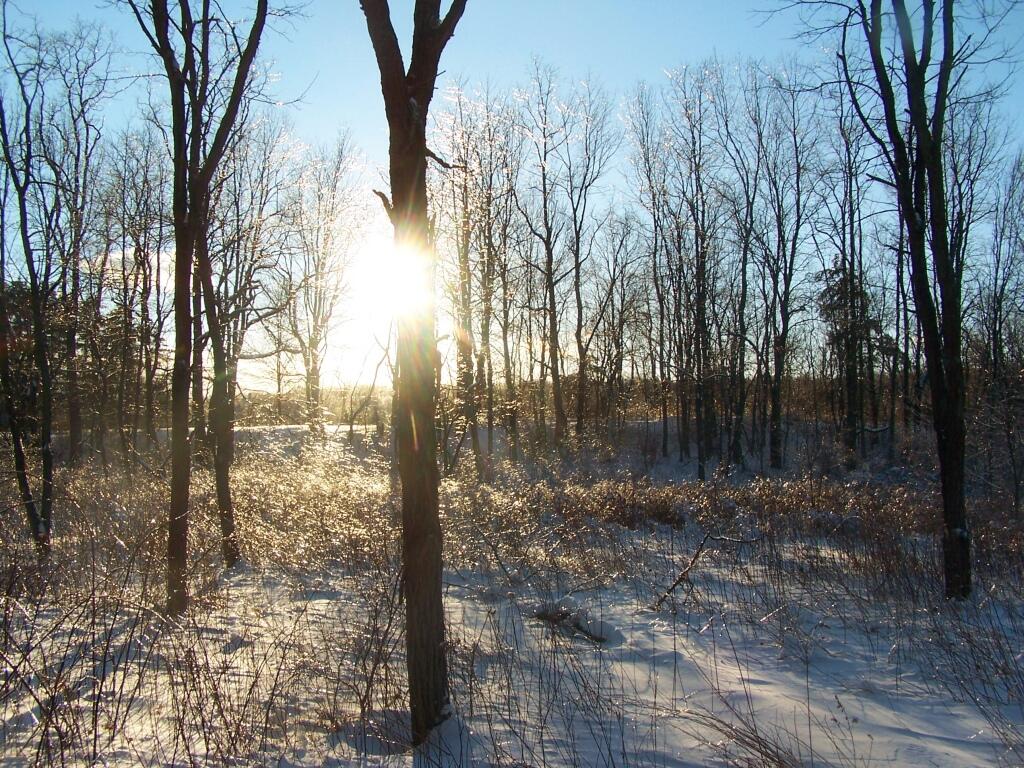 Photo: Ice Shimmers Through Trees