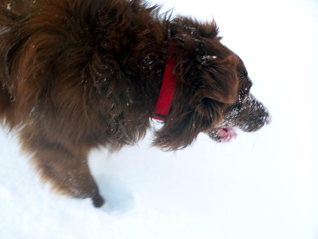 Photo: Eli Plays Around in Light Fluffy Snow
