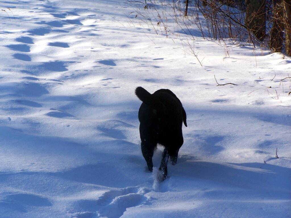 Photo: Abbey Walking thru The Snow