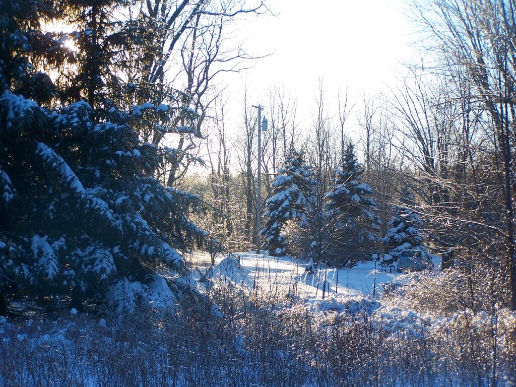 Photo: Ice Covered Yard