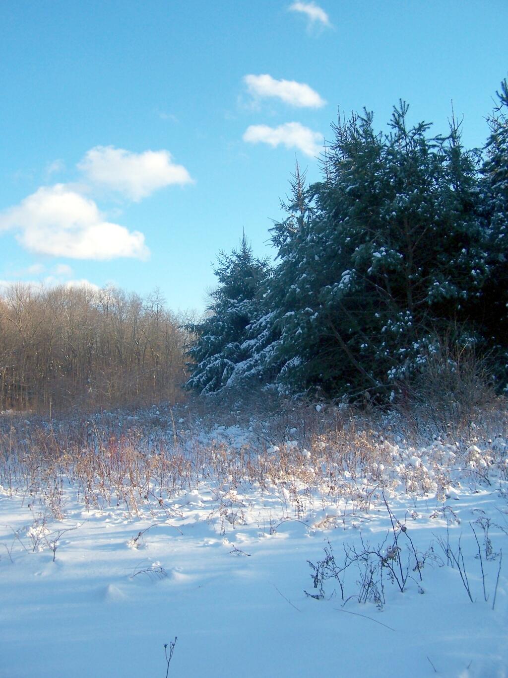 Photo: Very Cold Christmas Trees