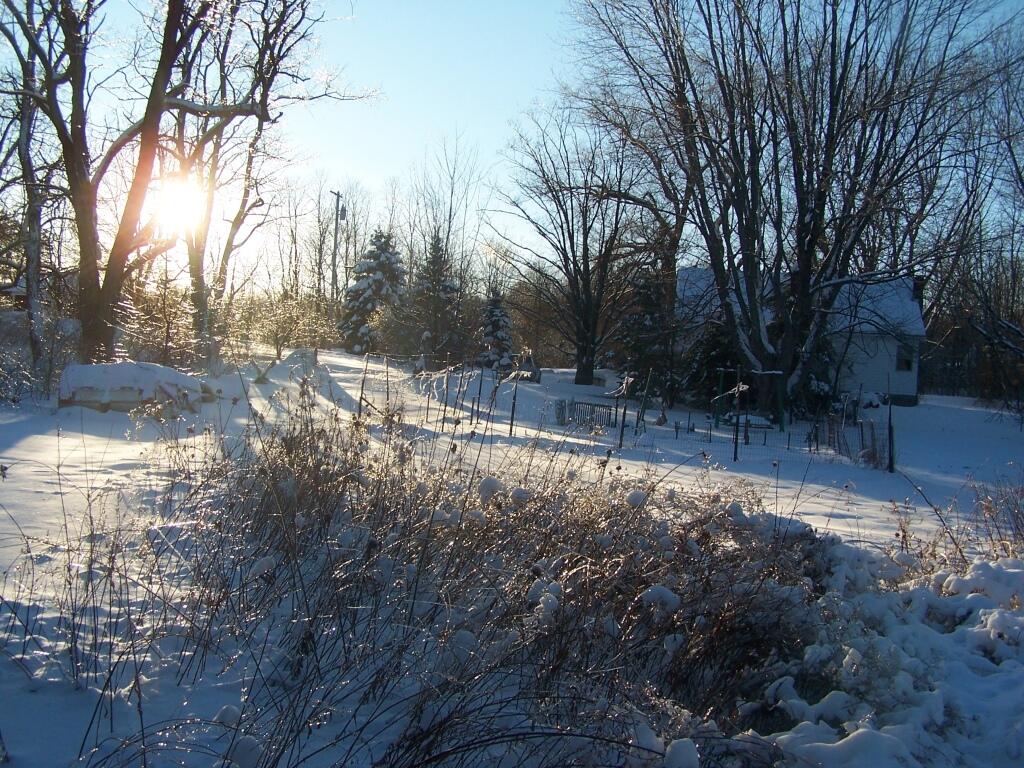 Photo: Backyard