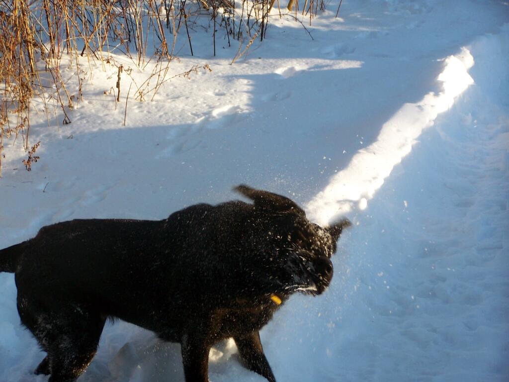 Photo: Abbie Shakes Off the Snow