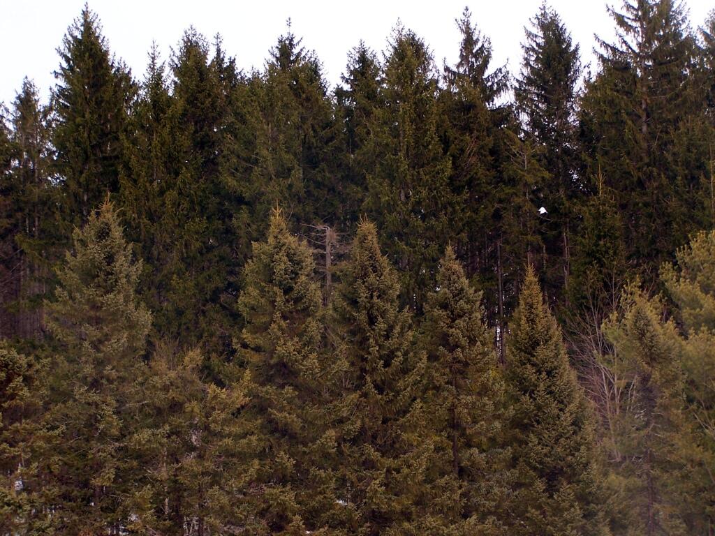 Photo: White Pine Planation