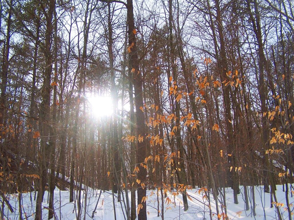 Photo: Sun Through the Trees