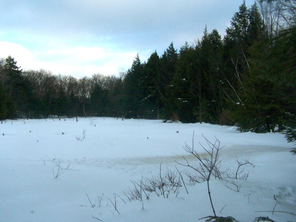 Photo: Frozen Swamp Above the Gulf