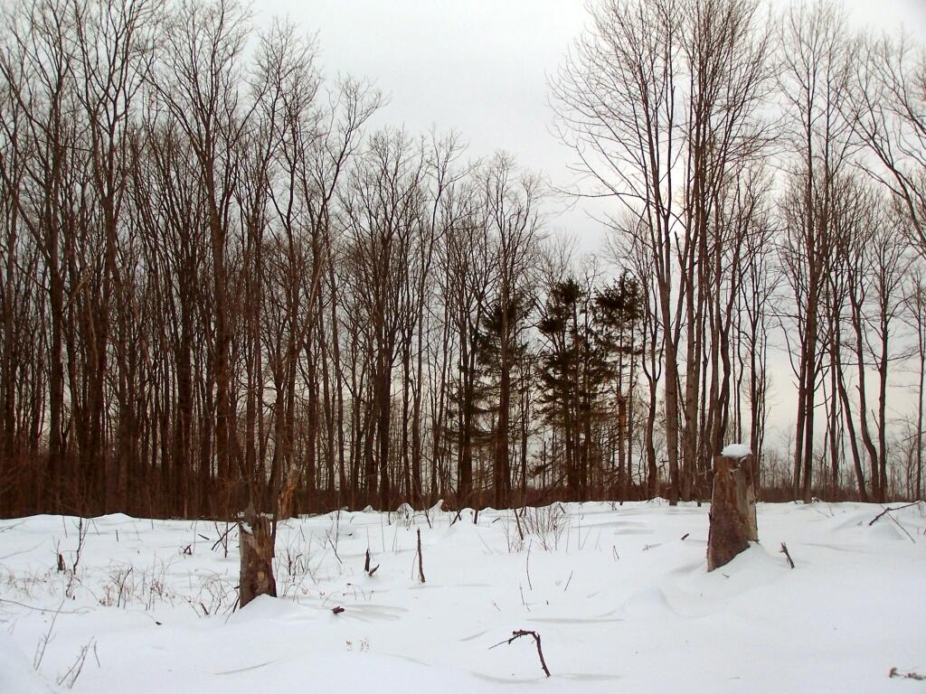 Photo: Recently Cut Area