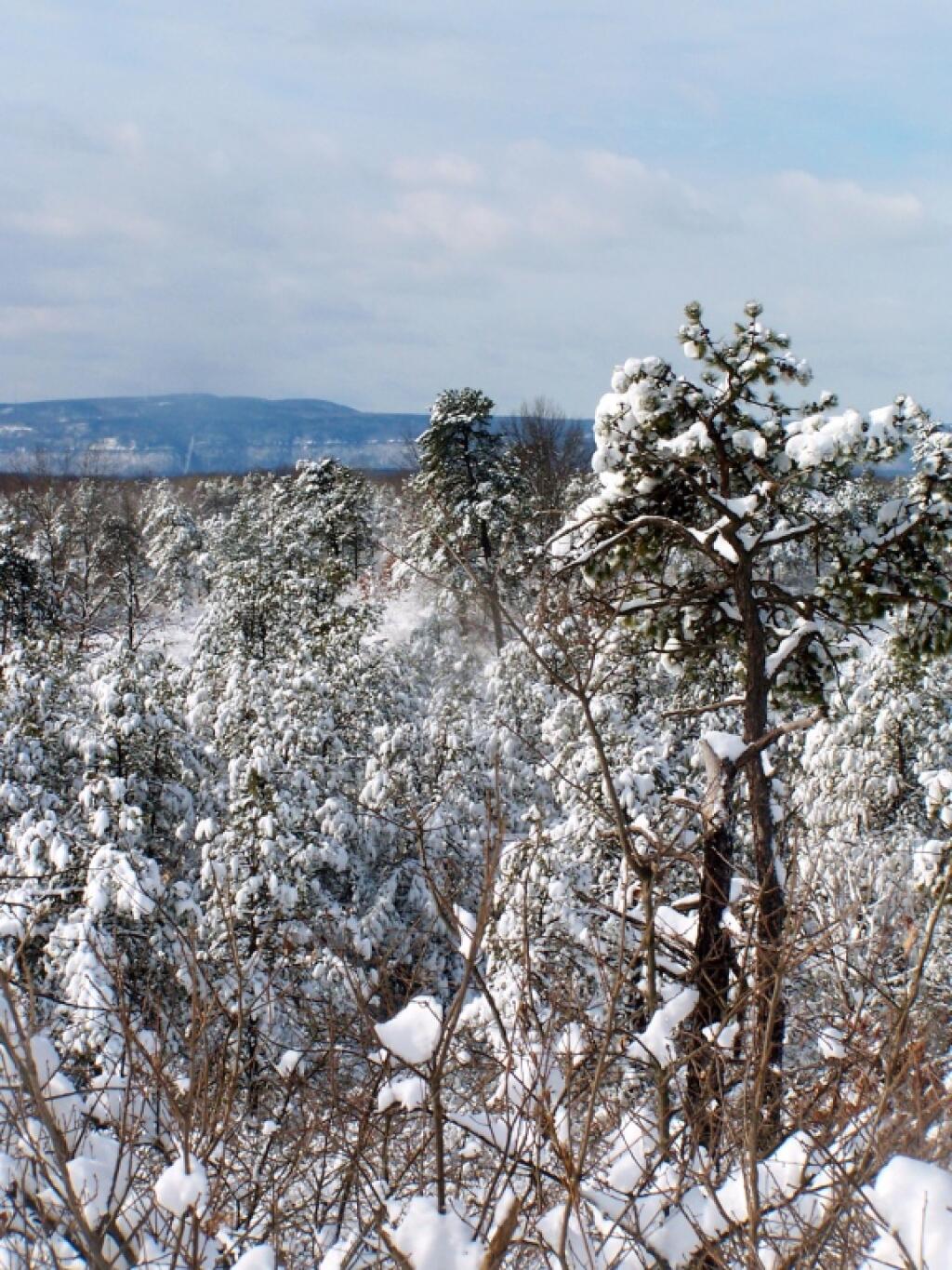 Photo: Snow Covered Pine Bariens