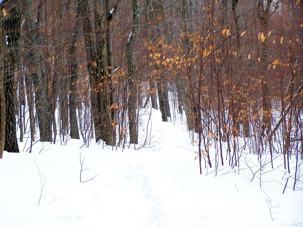Photo: A Few Leaves Remain