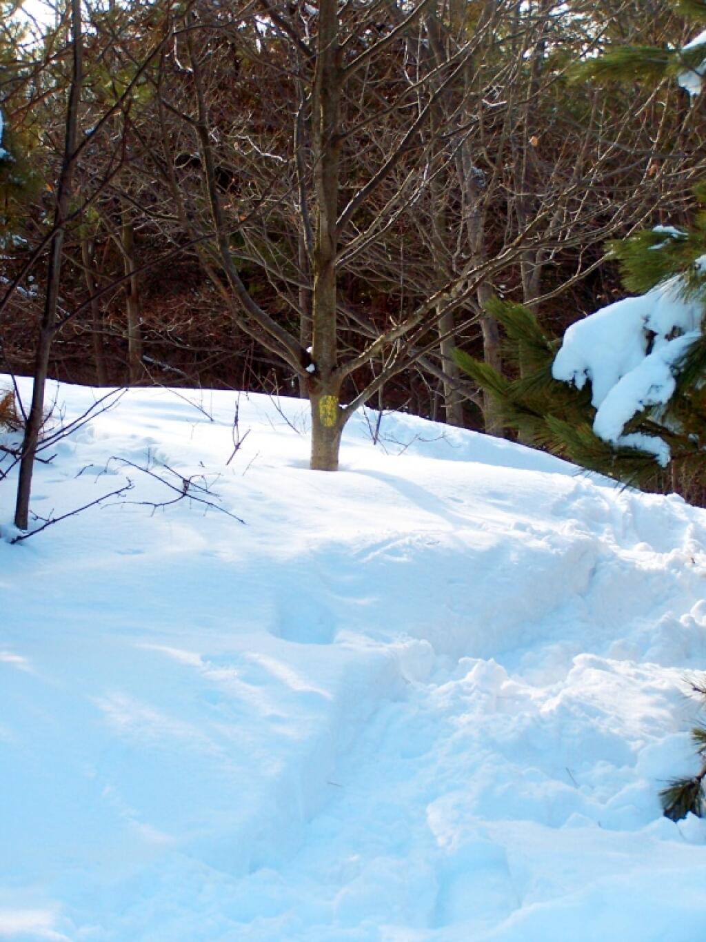 Photo: Deep Snow on Bennett Hill