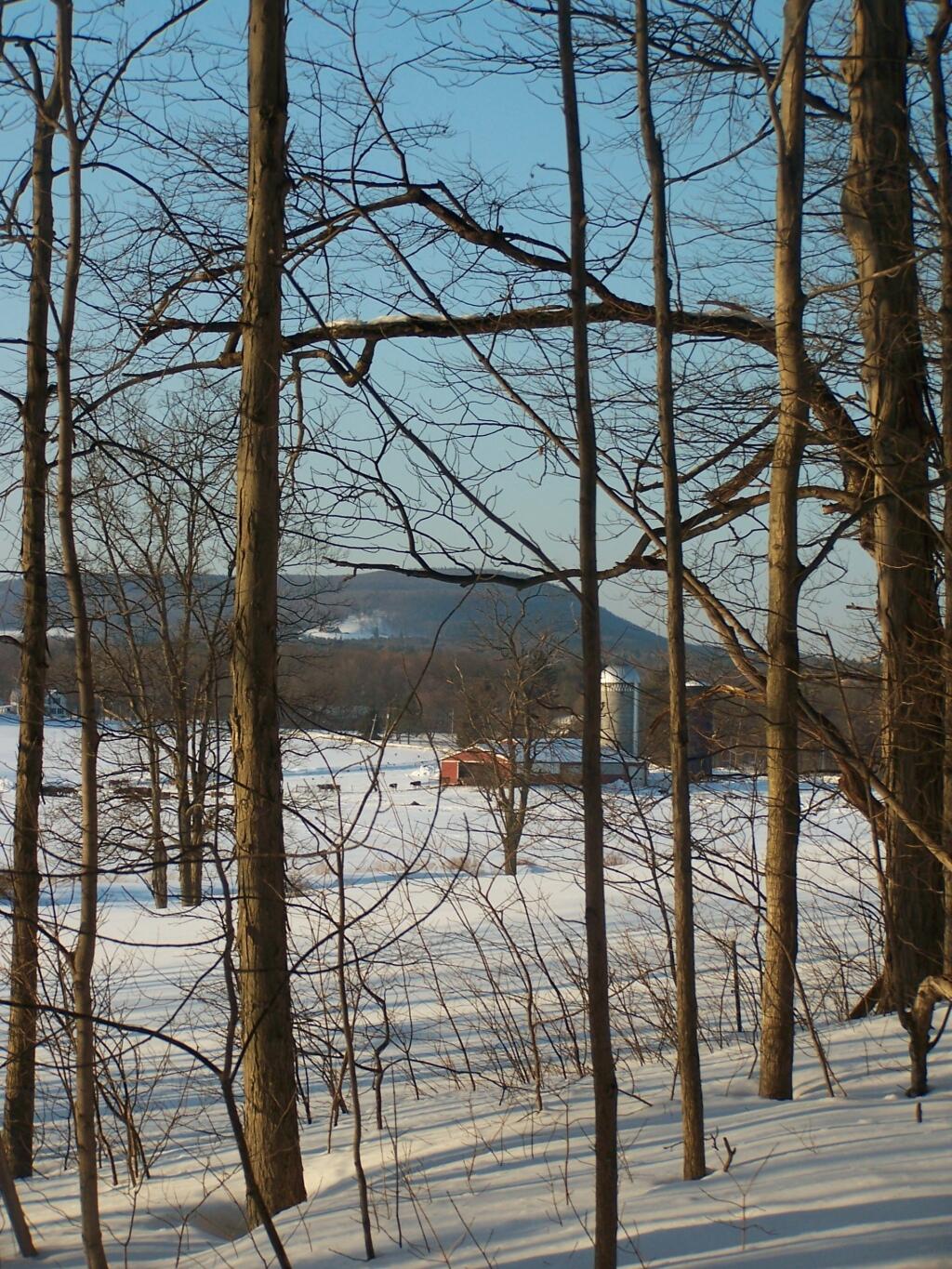 Photo: A Farm Seen Through the Trees