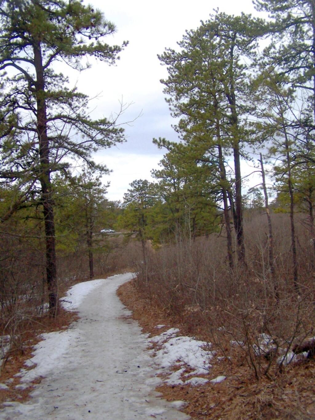 Photo: Ice Covered Pine Bush Trail