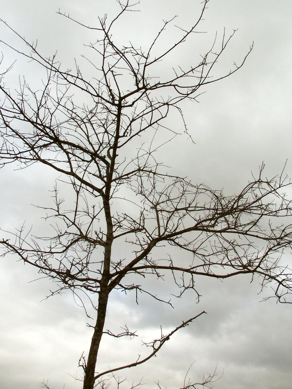 Photo: Leafless Tree