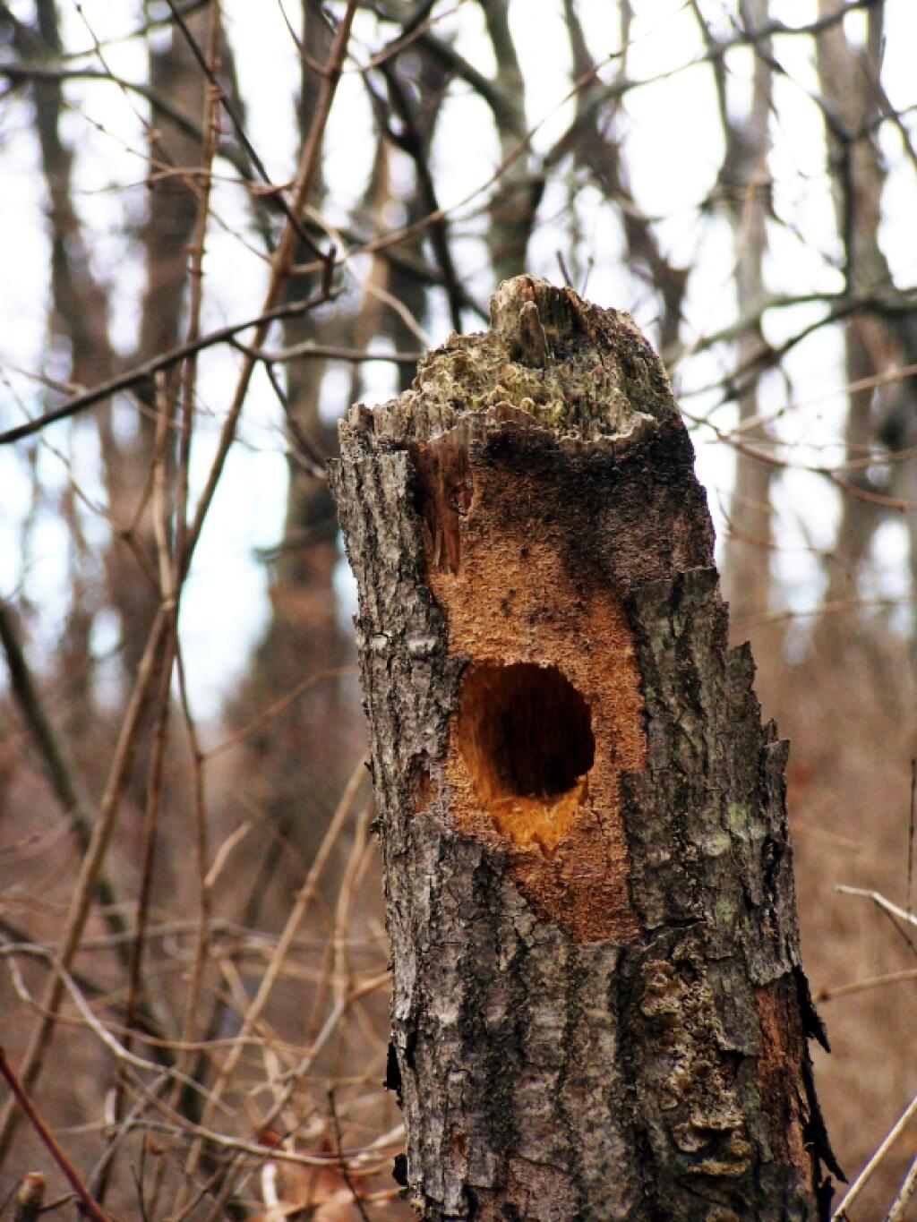 Photo: Woodbeck Burough