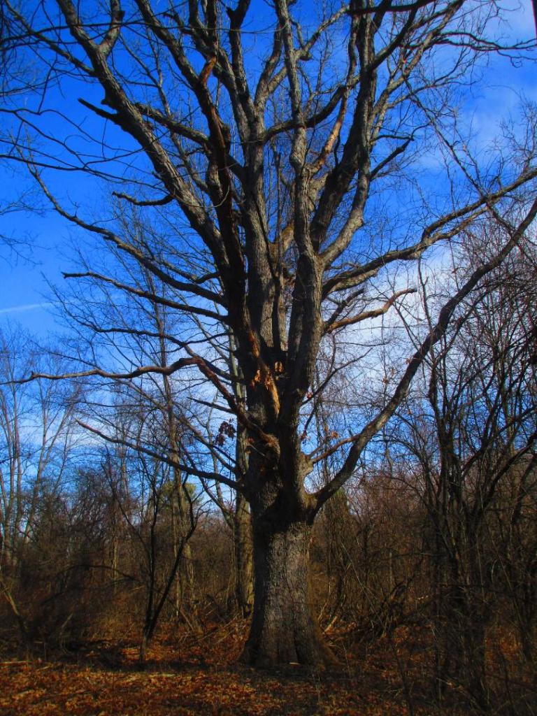 Photo: Mature White Oak