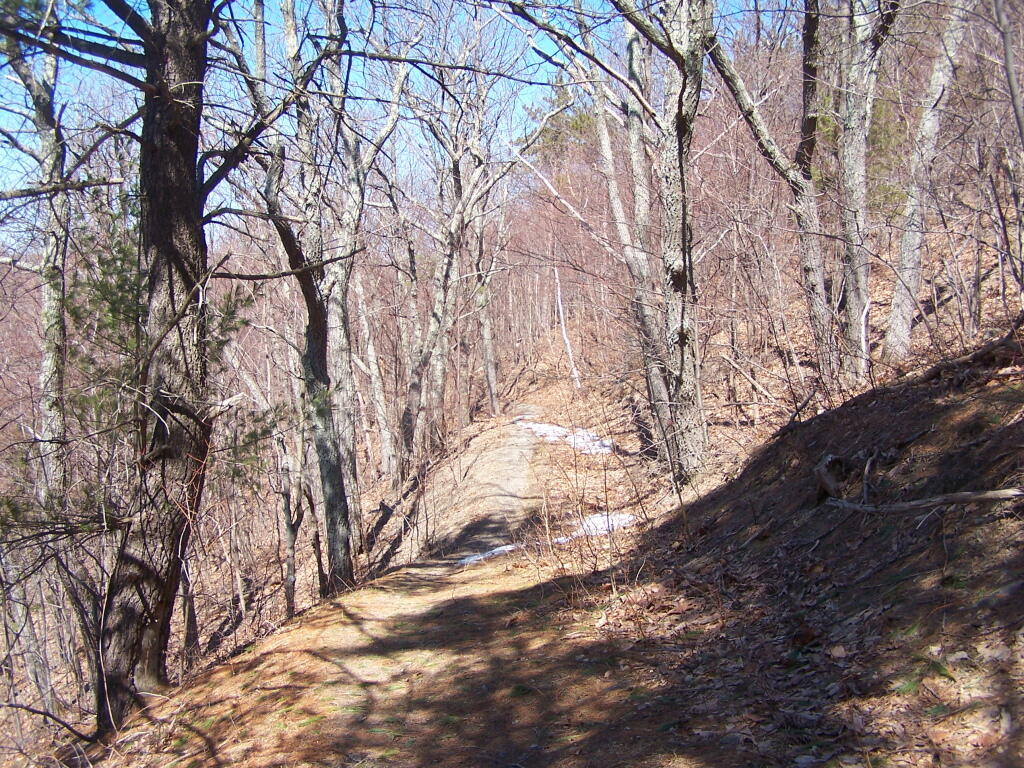 Photo: Hiking Along the Old Logging Road