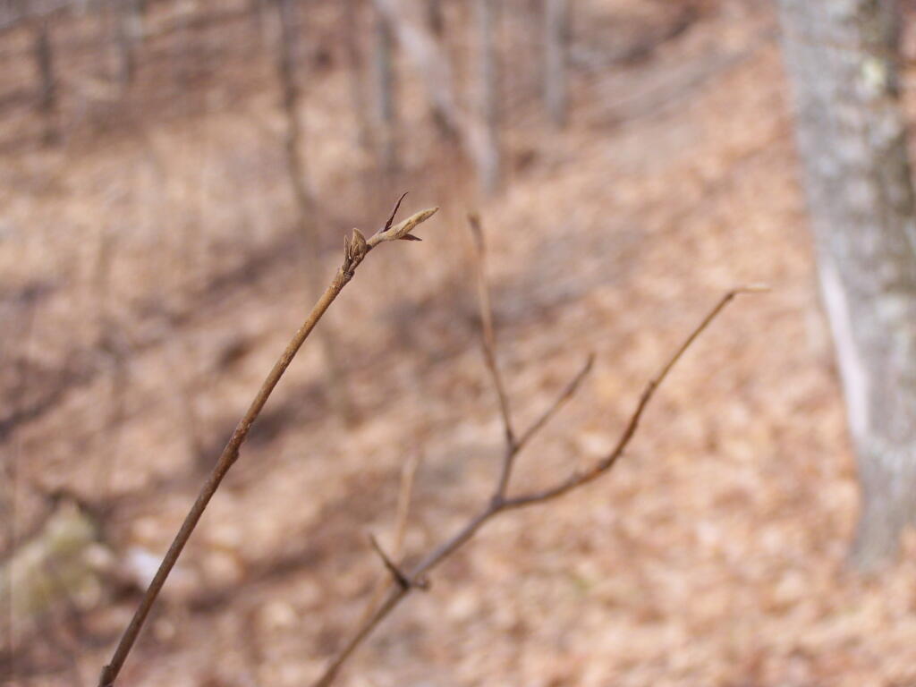 Photo: Tree Buds Getting Read