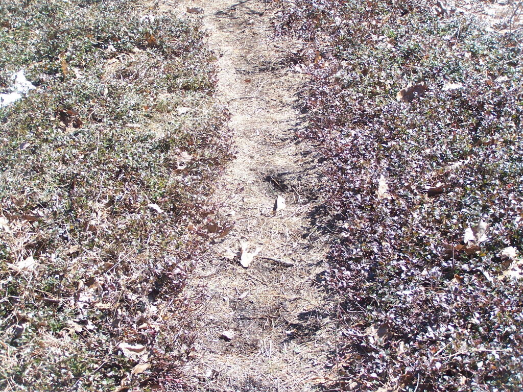 Photo: Dry Blueberry Bushes