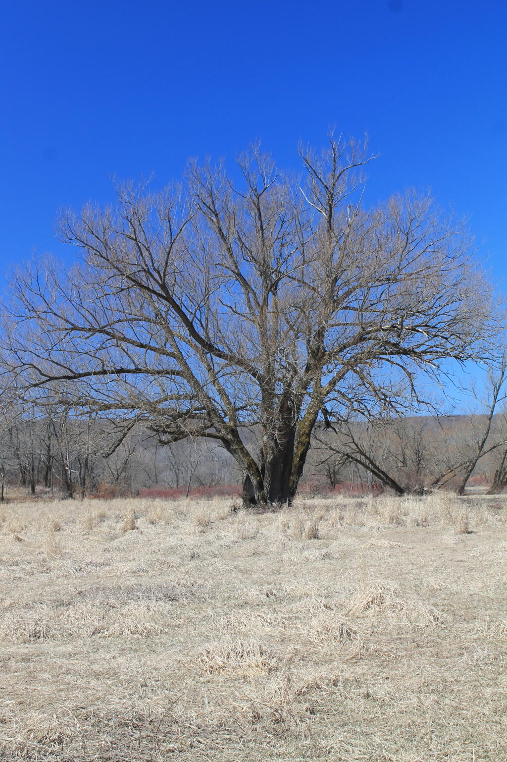Photo: Tree