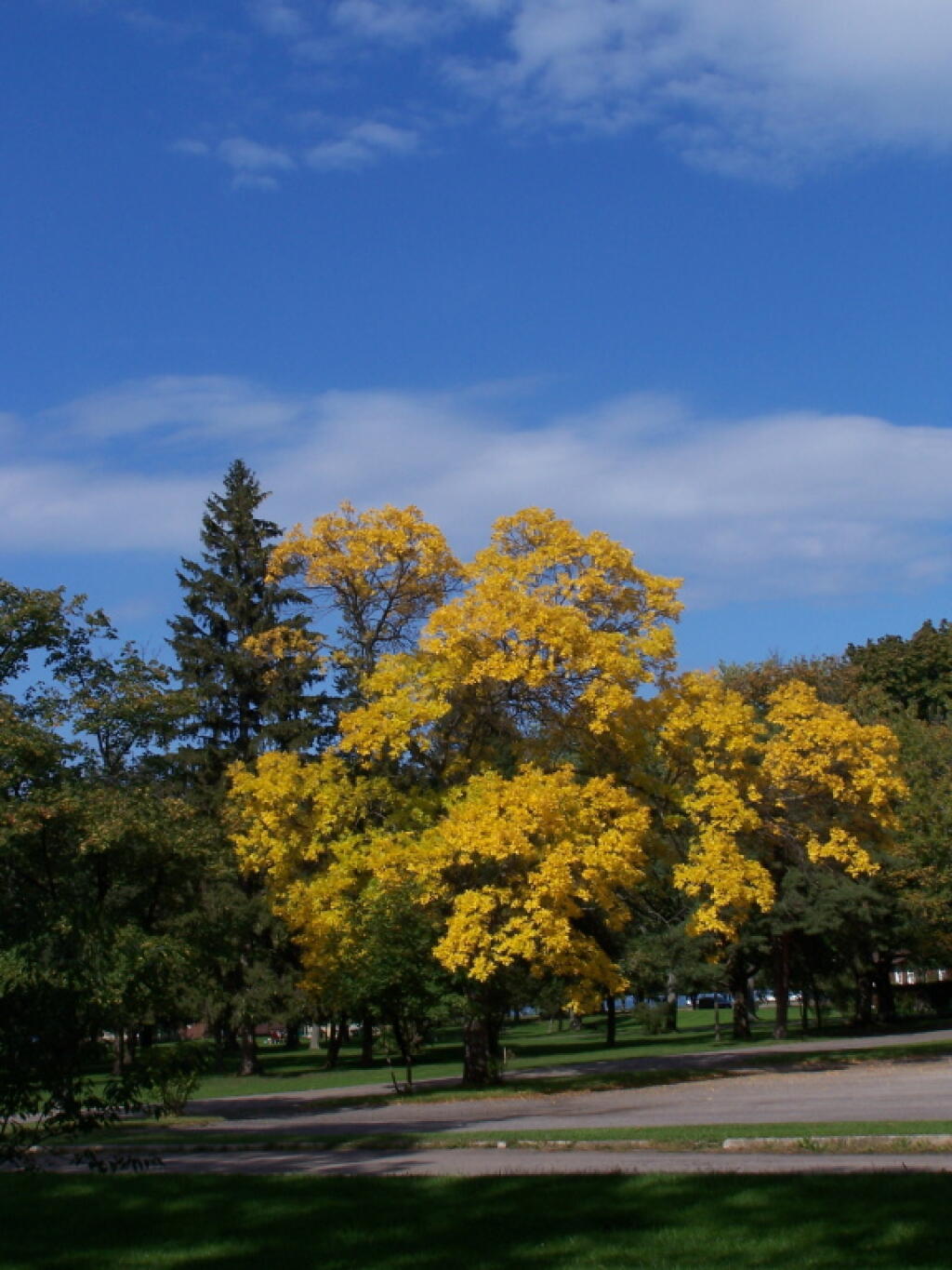 Photo: Early Tree Changing Color