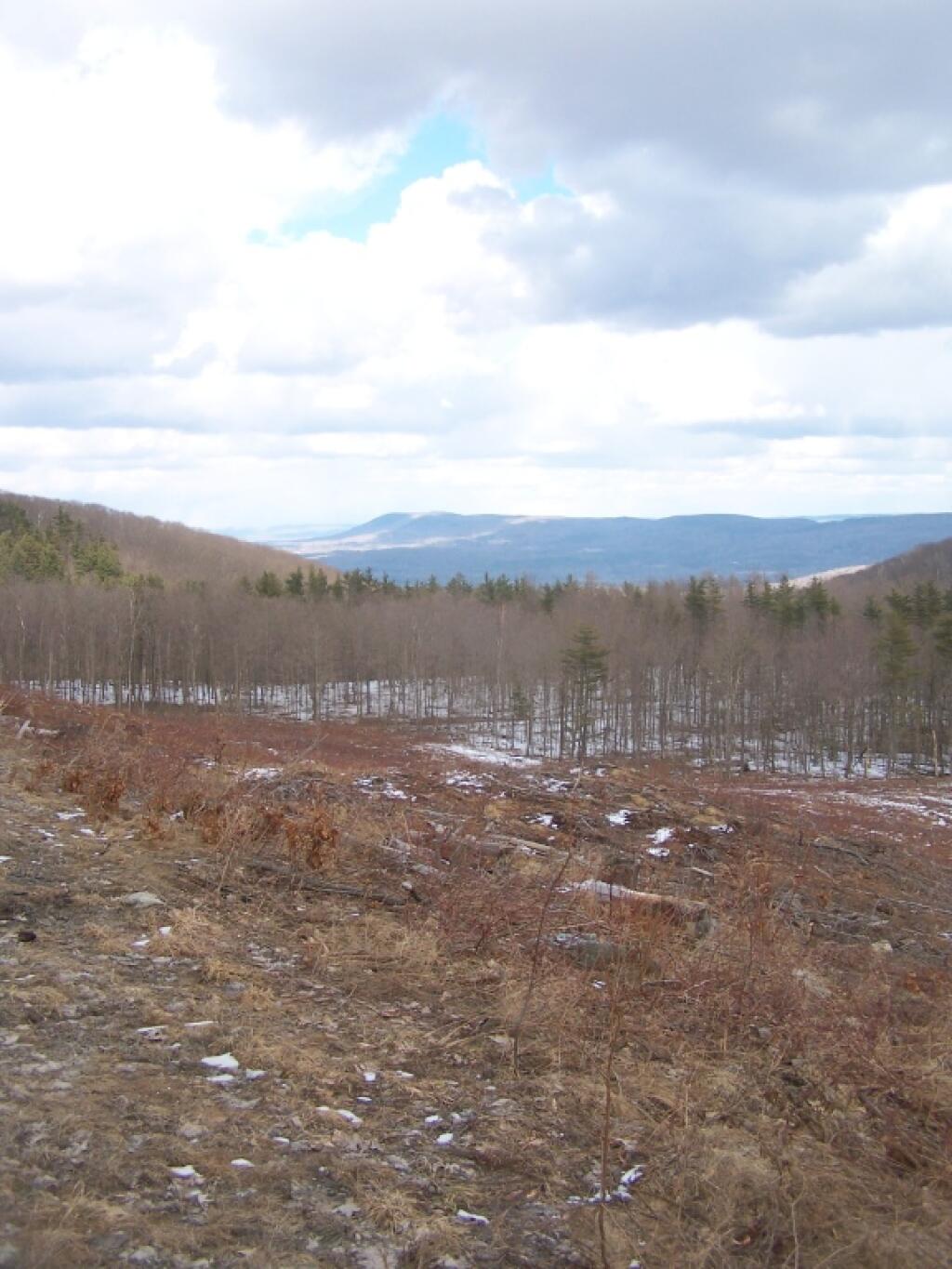 Photo: Recently Cut Area