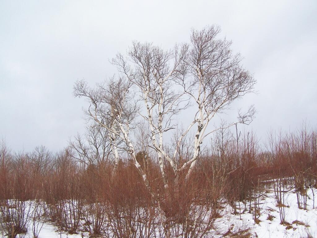 Photo: Birch Tree