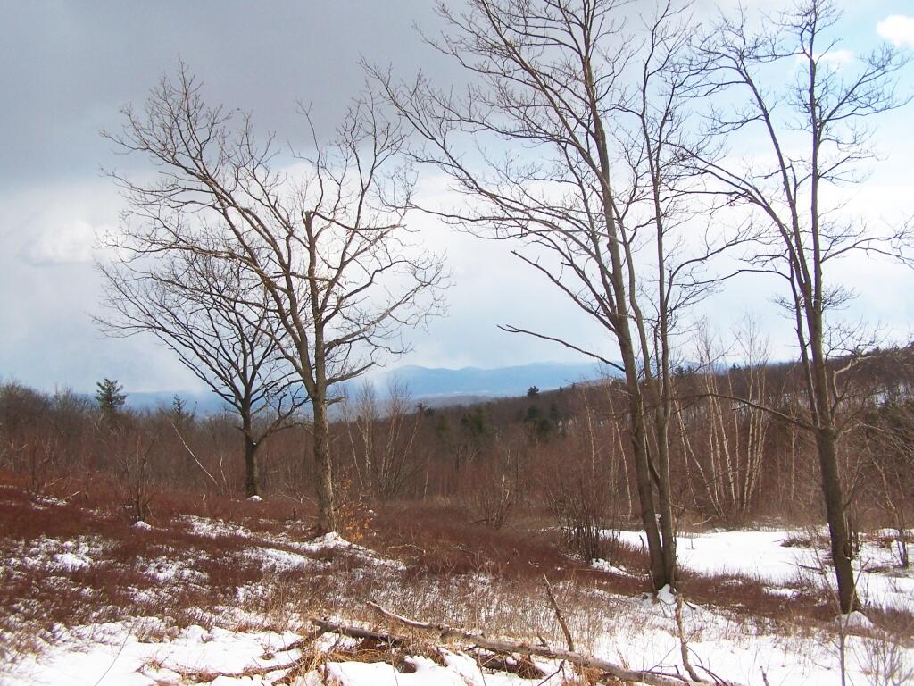 Photo: South Thru the Trees