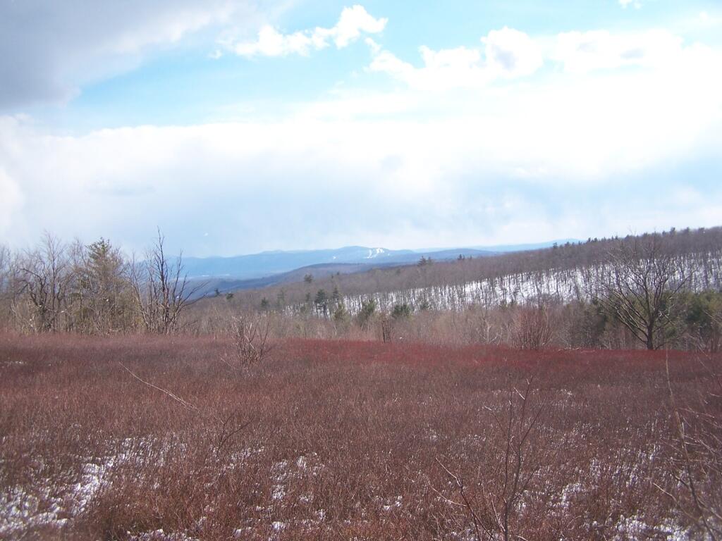 Photo: Blueberry Fields