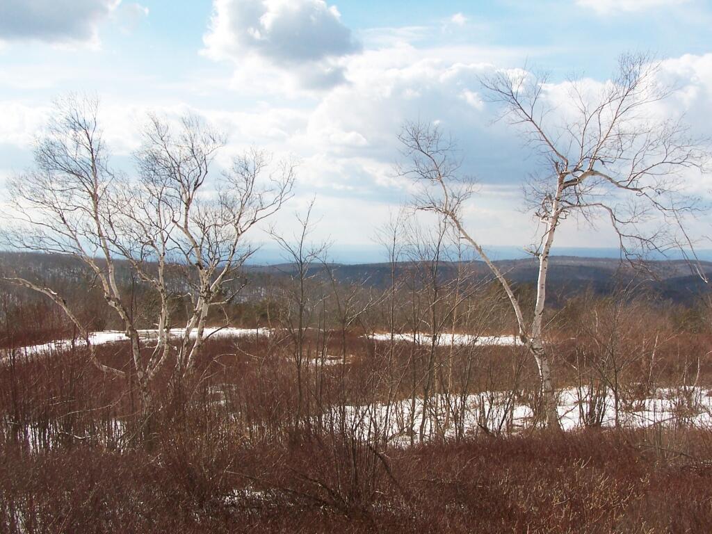 Photo: Birch Tree