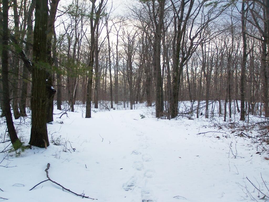 Photo: Snowshoeing Along the Truck Trail